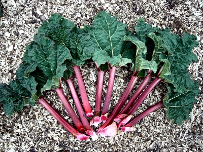 Rhubarb